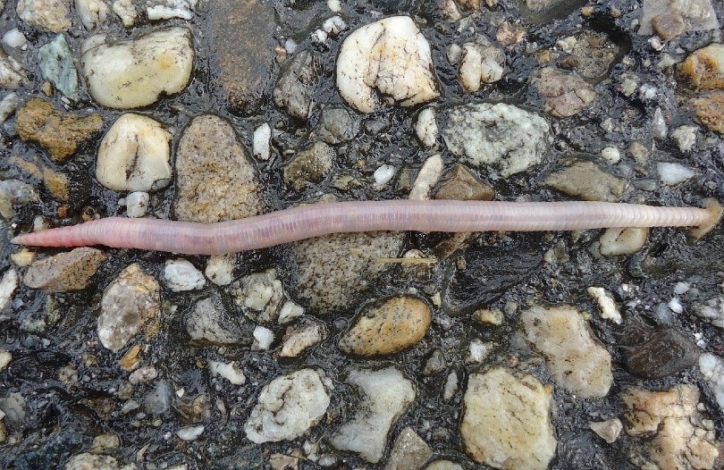 earthworm on the ground