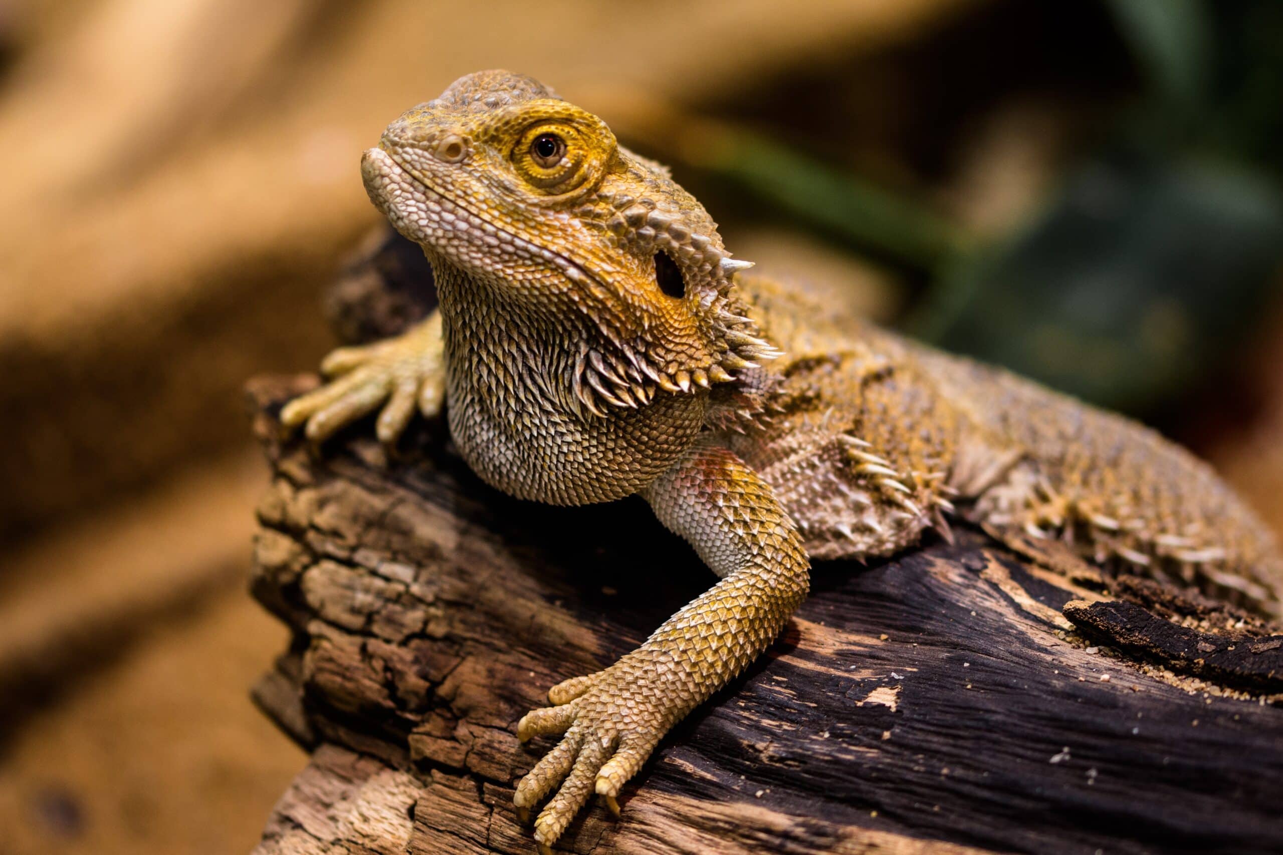 eastern bearded dragon