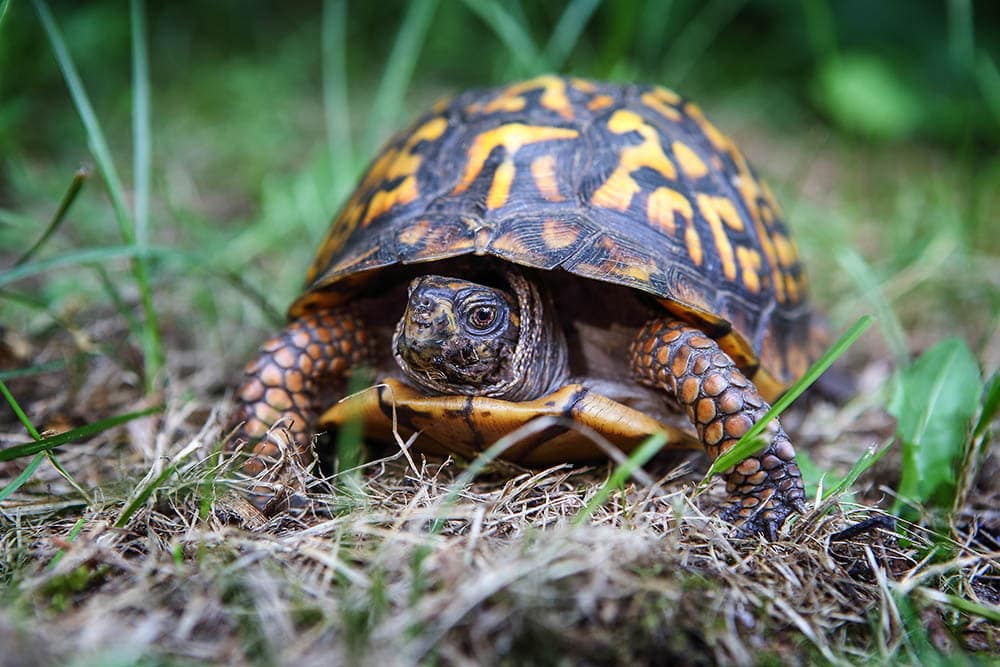Eastern box turtle in Michigan