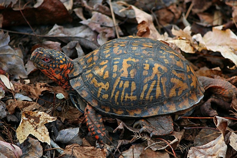 eastern box turtle in the wild