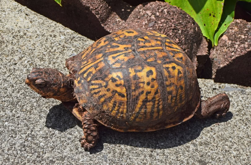 eastern box turtle on patio