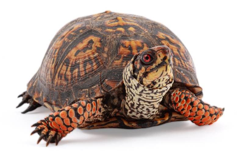 eastern box turtle terrapene carolina carolina isolated on a white background