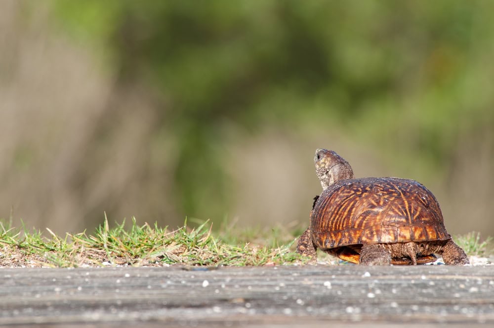 eastern box turtle walking in the grass away from the camera with head slightly turned back