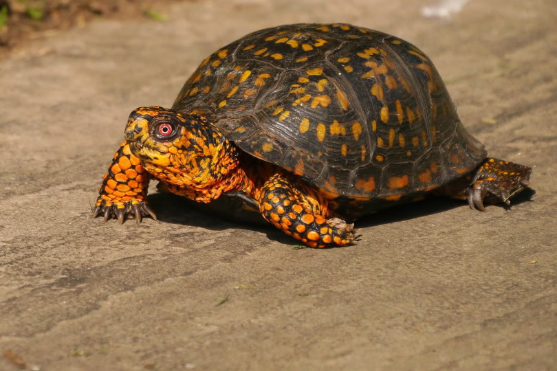esatern box turtle