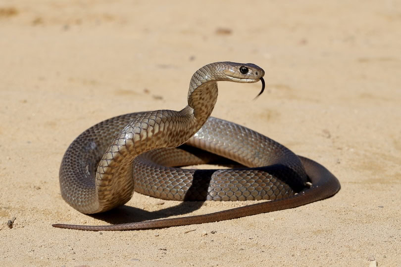 eastern brown snake
