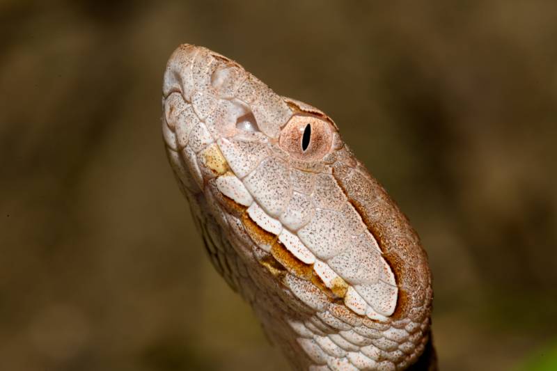 eastern copperhead snake close-up showing three areas of scale rot