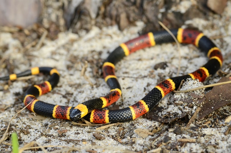 eastern coral snake on rock
