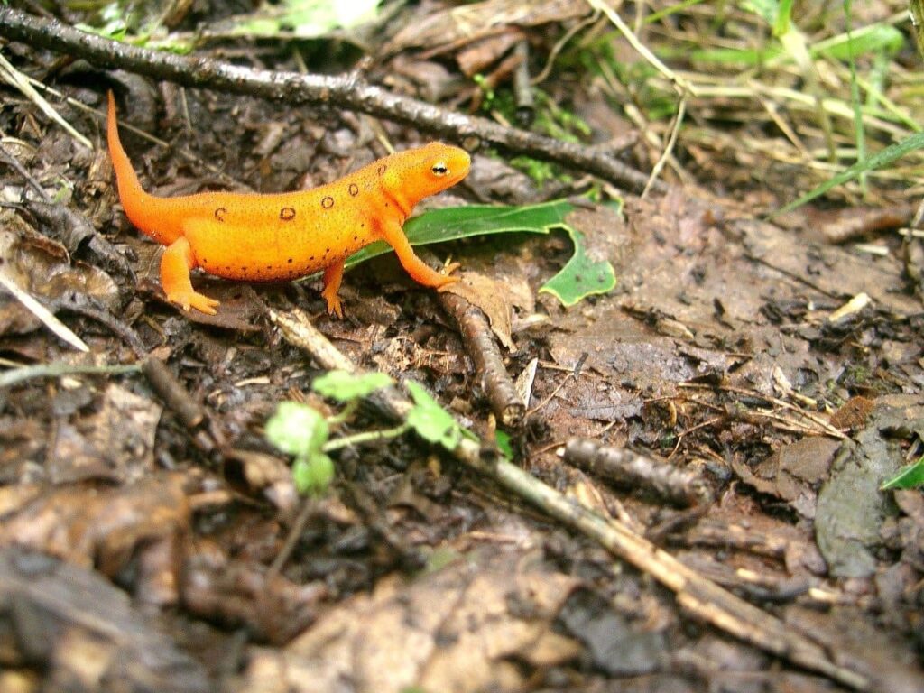 eastern newt