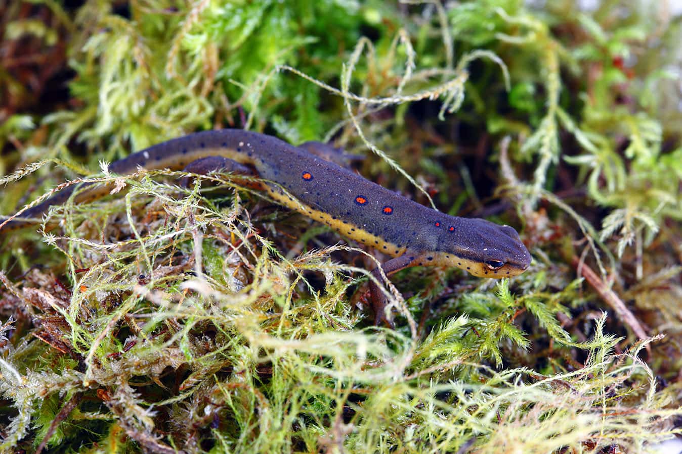 eastern newt