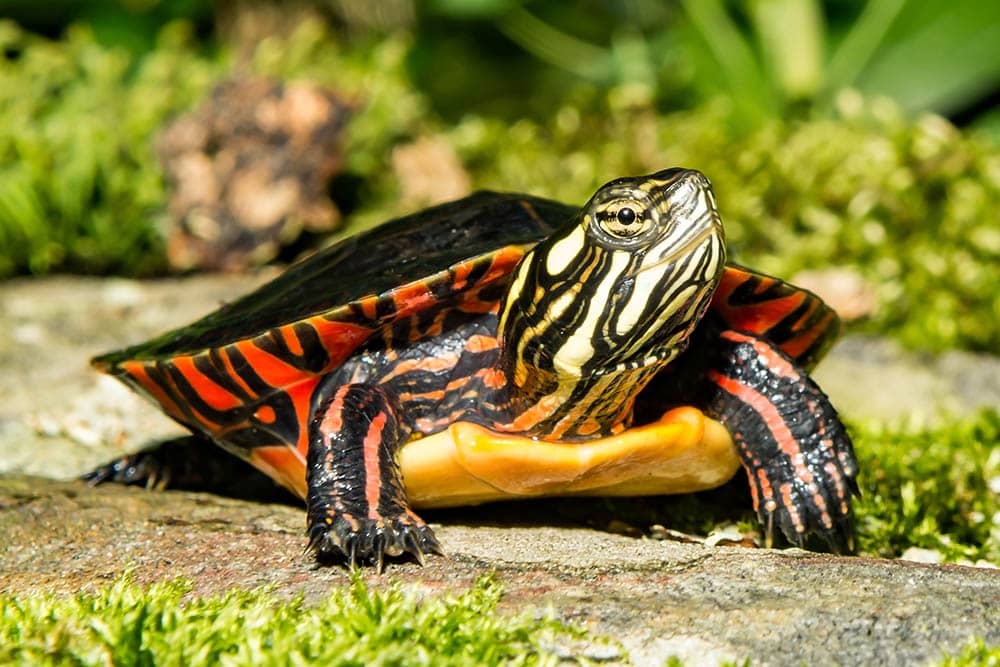 Eastern Painted Turtle