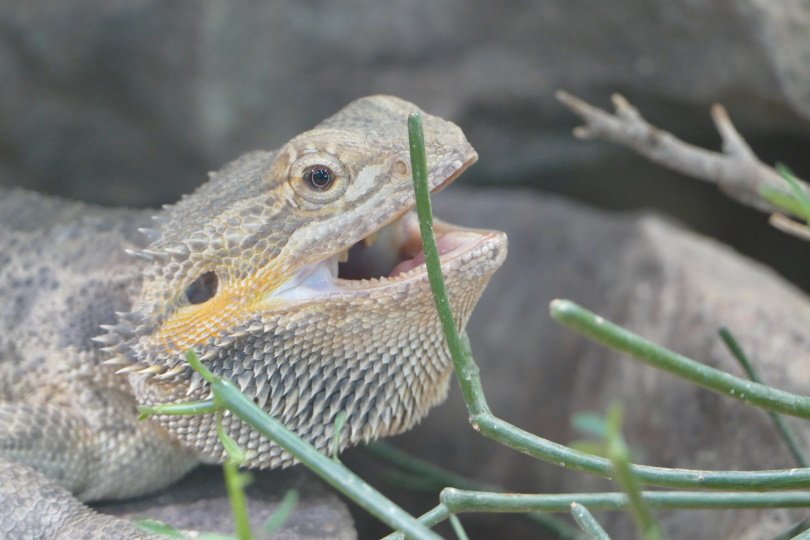 eating bearded dragon_Piqsels