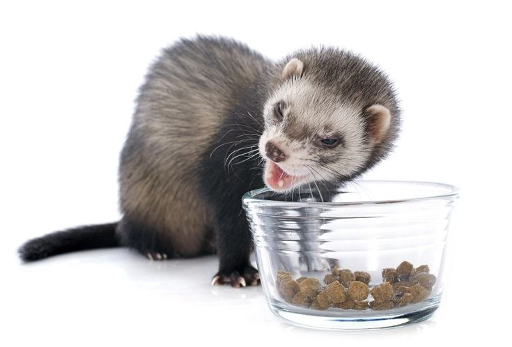 eating brown ferret in front of white background_cynoclub