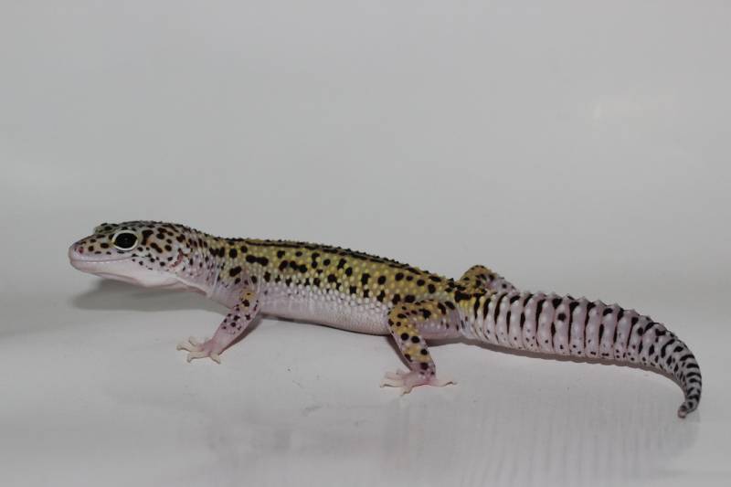 eclipse black eyed leopard gecko with white background