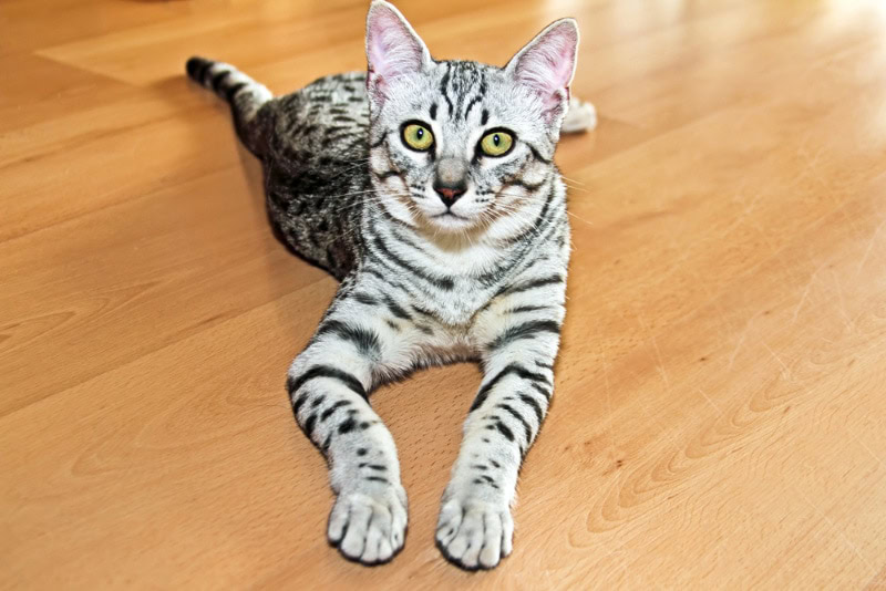 egyptian mau cat lying on the floor