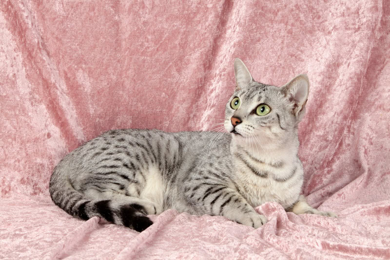 egyptian mau lying on pink cover