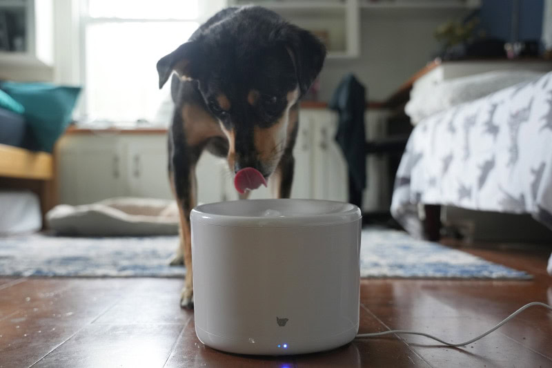 elo drinking water from instachew purrflow smart pet fountain