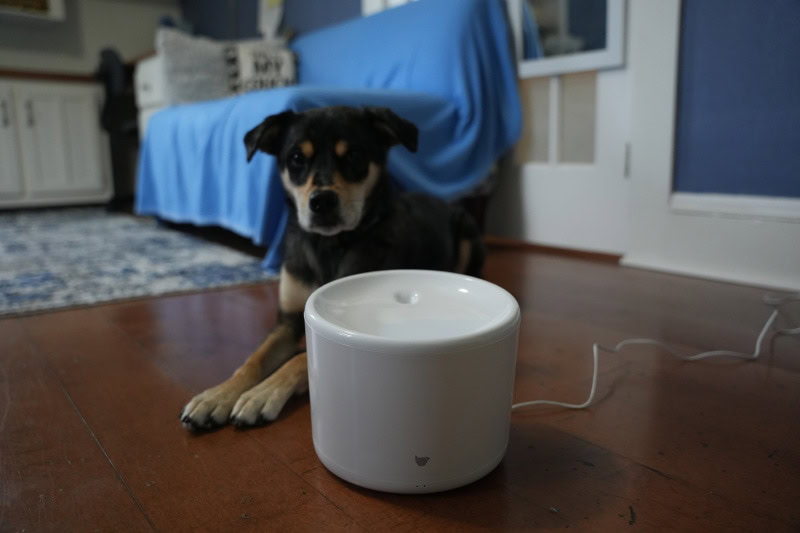 elo lying behind the instachew purrflow smart pet water fountain