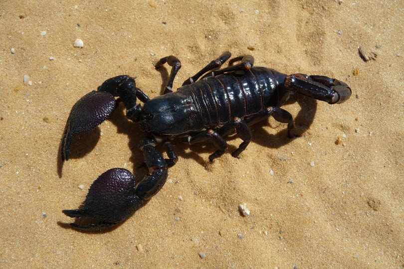 emperor scorpion