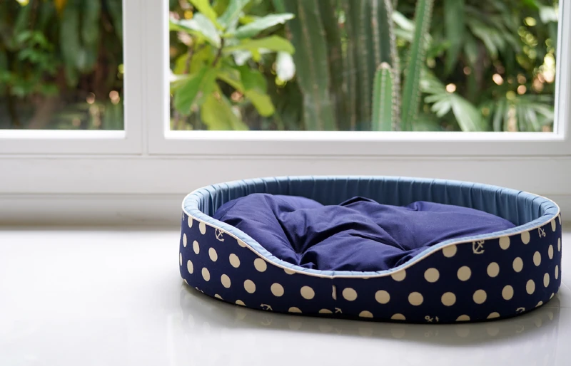 empty dog or cat bed indoor near a window