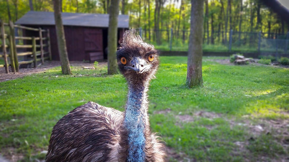 emu bird inside fence