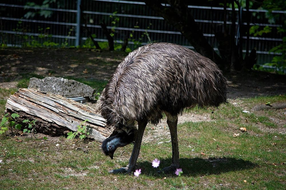 emu bird