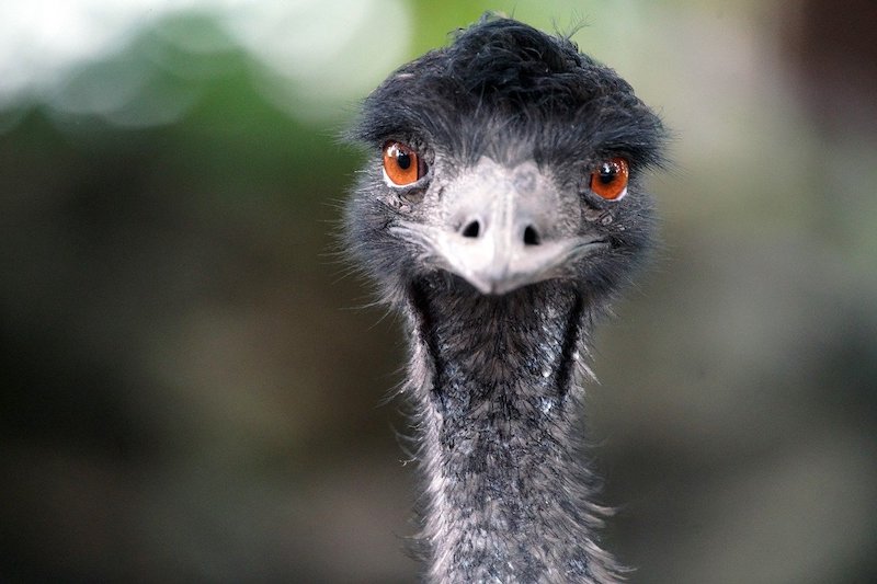 emu closeup with amber eyes