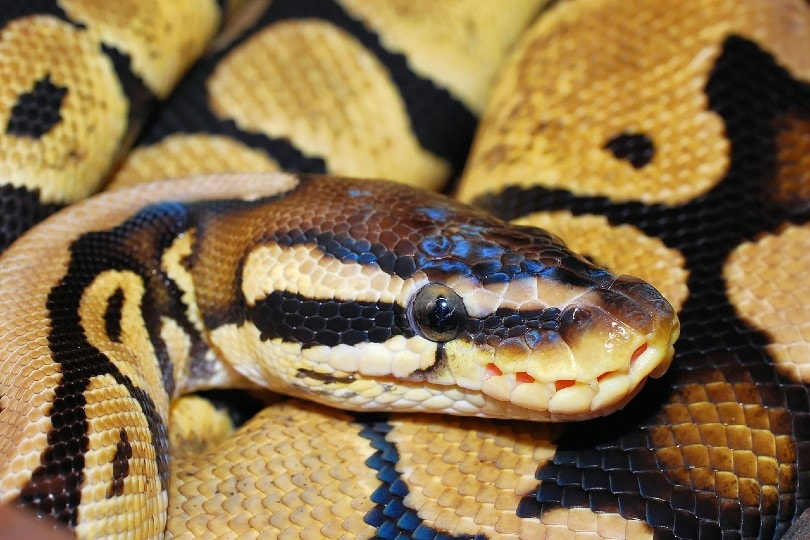 enchi ball python close up