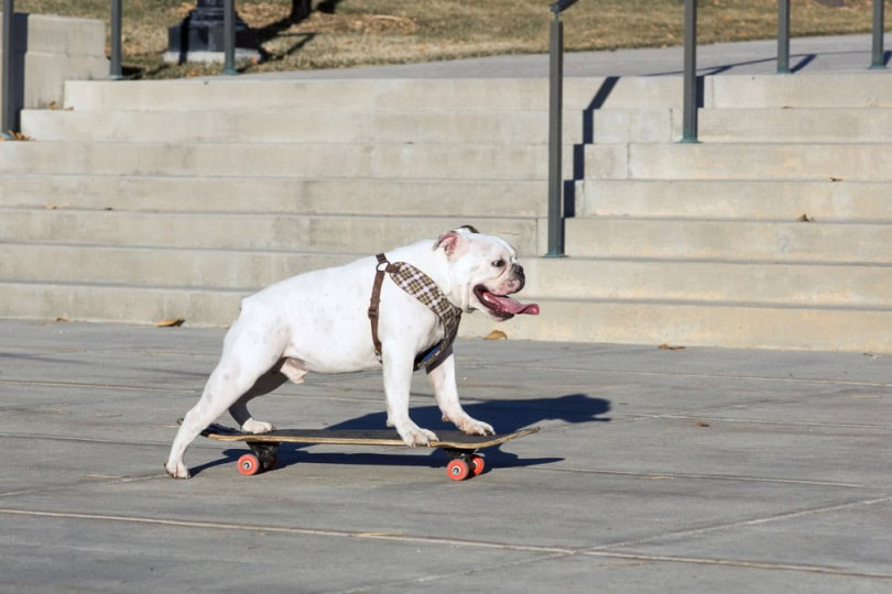 english bulldog riding on skateboard