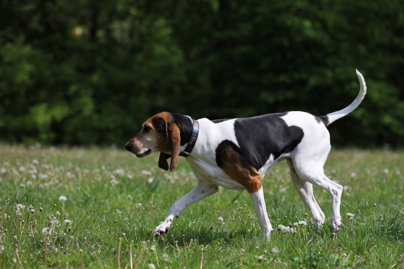 english foxhound dog