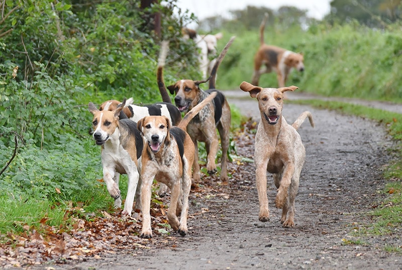 english foxhound dogs running on the road