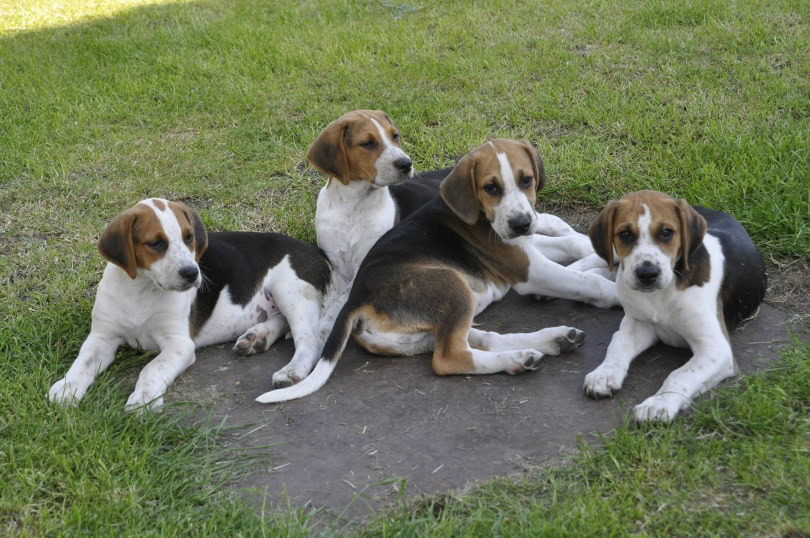 english foxhound puppies_Angela Lock_Shutterstock