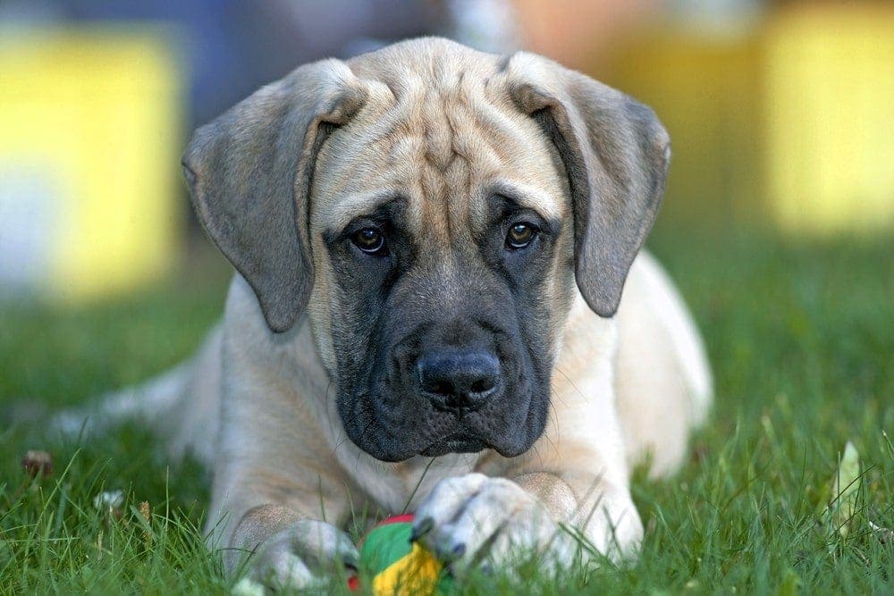 english mastiff puppy