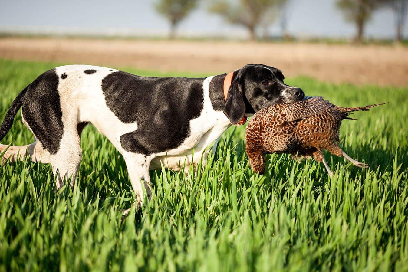english pointer with bird_VP Photo Studio, Shutterstock