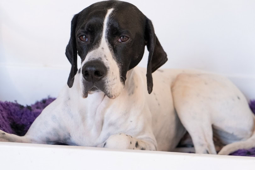 english pointer_isakH_Pixabay