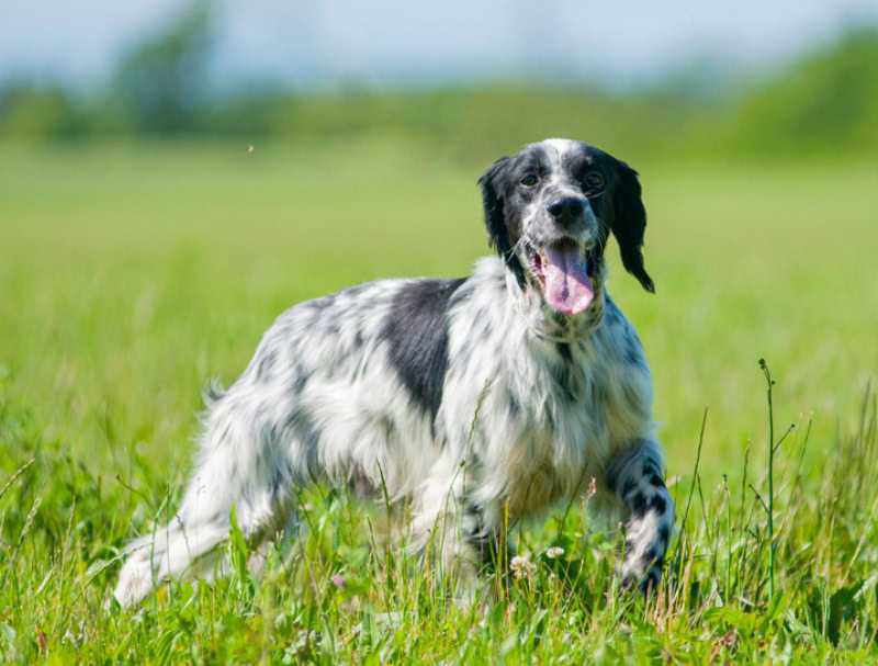 english setter dog walking in the field