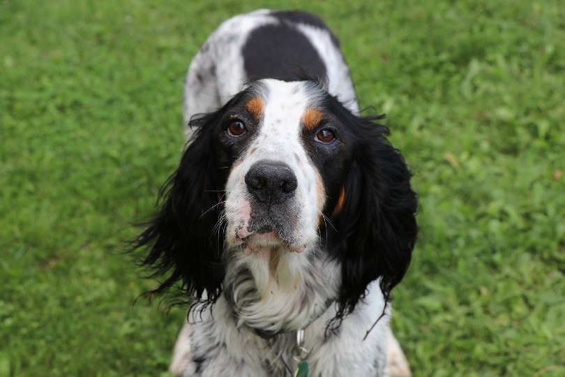 english setter lying on grass
