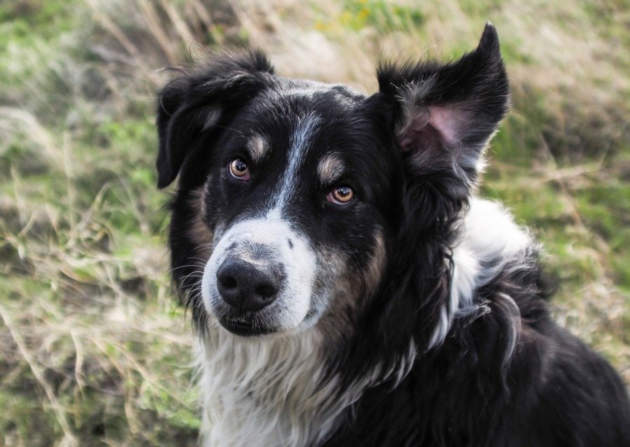 english shepherd_Robert F Apple, Shutterstock 