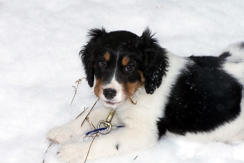 english springer spaniel puppy