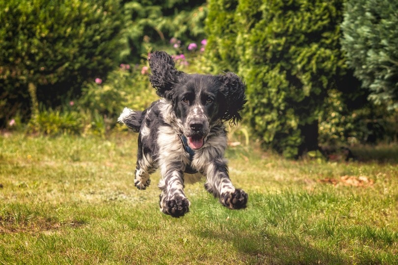 english springer spaniel playing