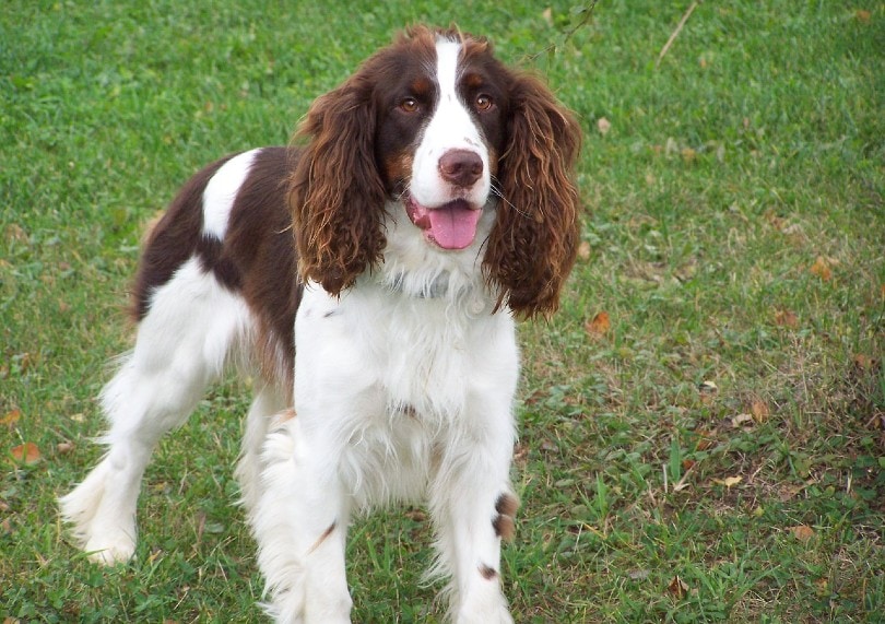 english springer spaniel standing on grass