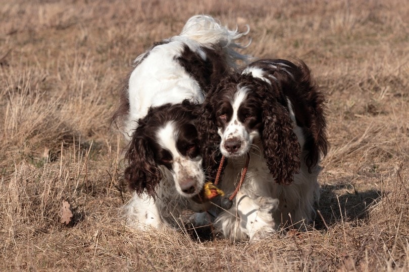 english springer spaniel playing