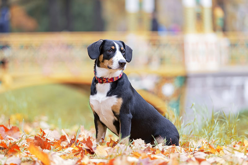 Entlebucher Mountain Dog in the park during autumn