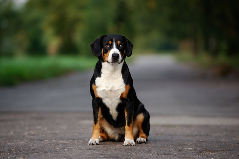 entlebucher dog in the middle of the road