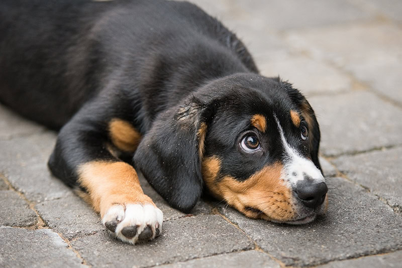 Entlebucher mountain dog puppy lying on the ground