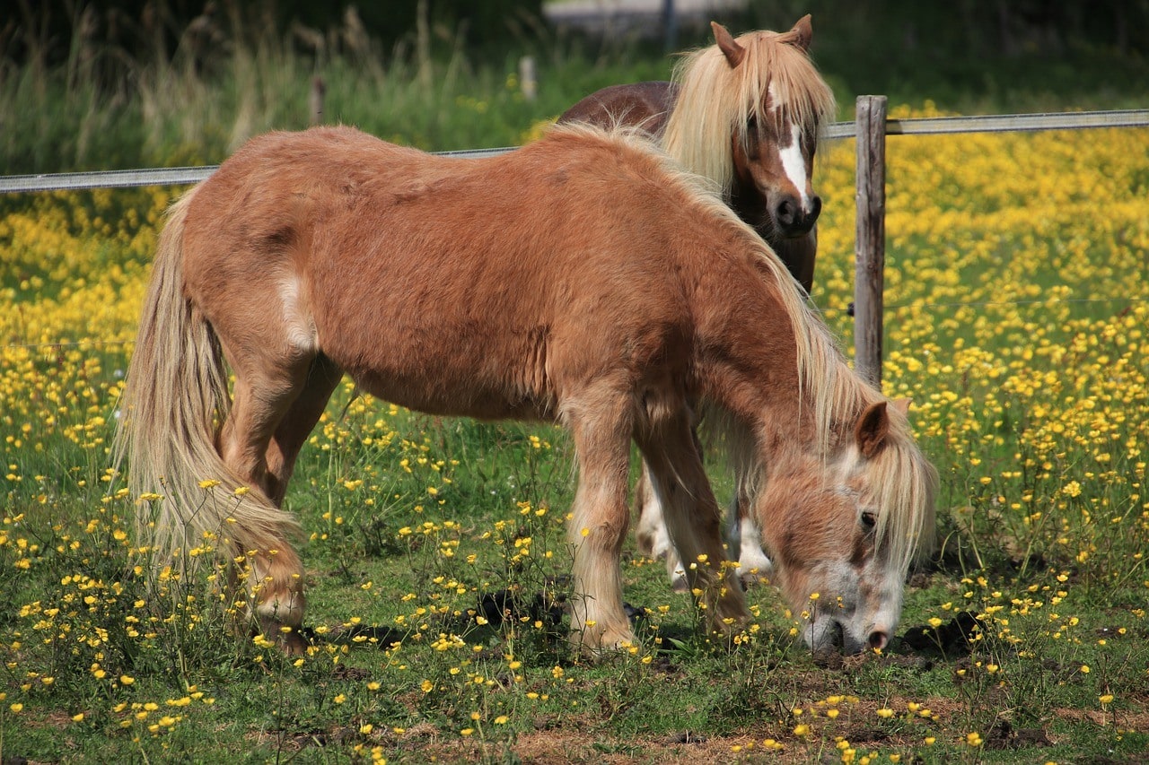 equine pony