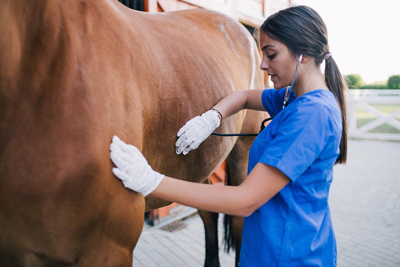 equine vet technician