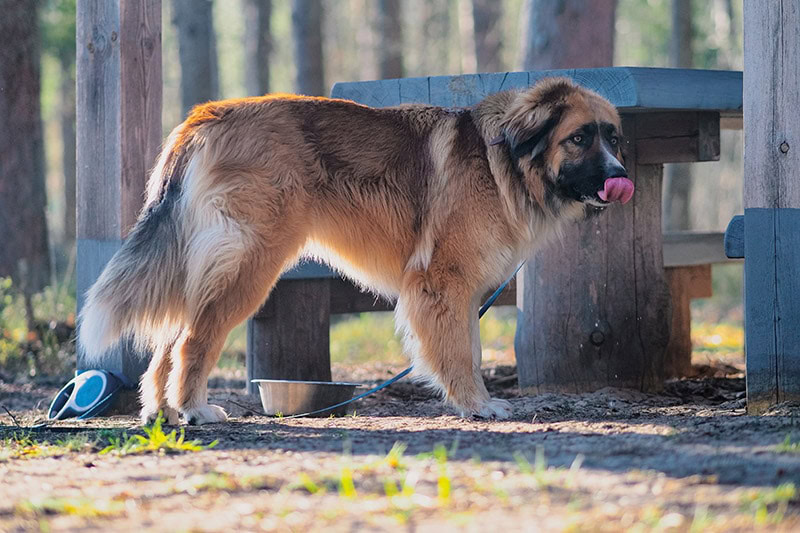 estrela mountain dog at the park