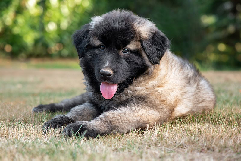 Estrela Mountain Dog puppy lying on the ground