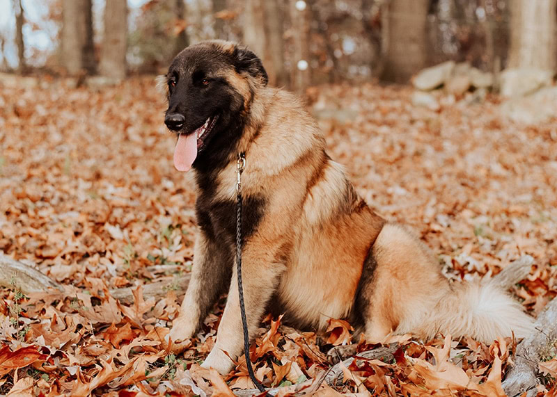 Estrela Mountain dog sitting on the leaves