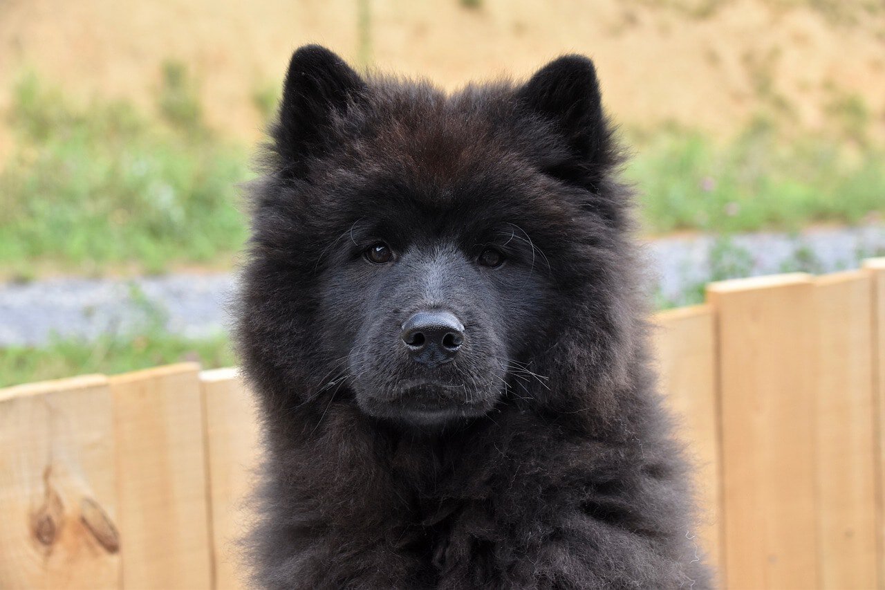 eurasier dog close up